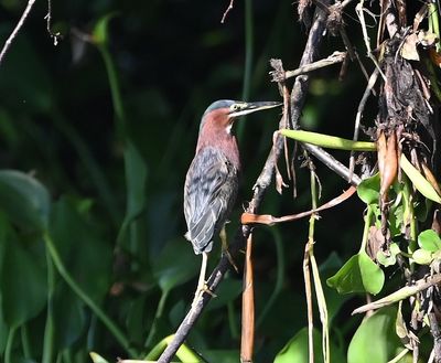 Green Heron