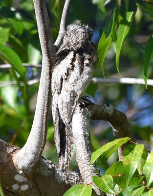 Common Potoo, in the same location we saw it yesterday