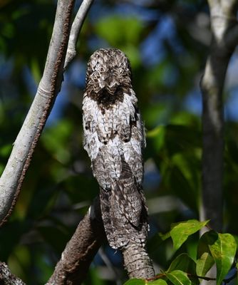 Back view of the Common Potoo
