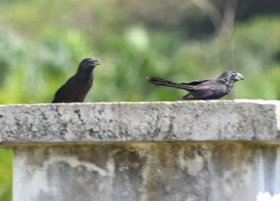 Groove-billed Anis