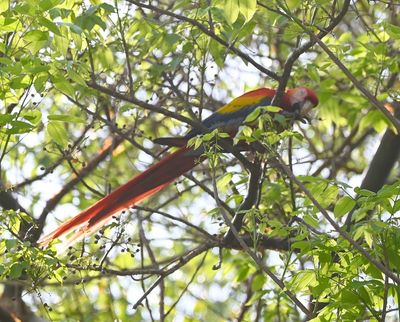 At a stop at Carara National Park, we saw this Scarlet Macaw.