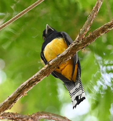 Gartered Trogon