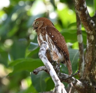 Next, we stopped along the Tarcoles River, where we saw this Ferruginous Pygmy-Owl.