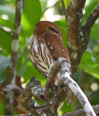 Ferruginous Pygmy-Owl
You can see the 'eyes in the back of his head.' 