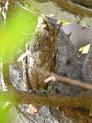 Pacific Screech-Owl, at a residence on La Barca Road, past the entrance to Cerro Lodge