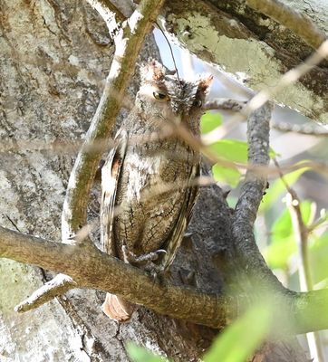 Pacific Screech-Owl