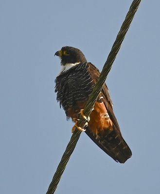 Bat Falcon, on a power line back out on the main highway