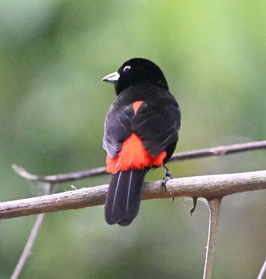 This Male Scarlet-rumped Tanager was among many we saw on the grounds at Villa Lapas.