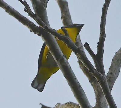 There was a variety of birds in the courtyard and chapel area across the bridge, including this Yellow-throated Euphonia.