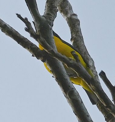 Yellow-throated Euphonia