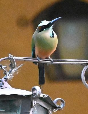 This Turquoise-browed Motmot sat and posed on a lamp post in the courtyard.