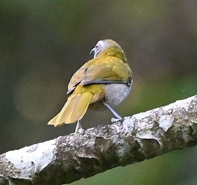 The Buff-throated Saltator would not turn around to show us its pinkish throat patch.