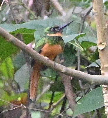The Rufous-tailed Jacamar stayed well up into the trees above the courtyard.