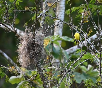 This Gray-capped Flycatcher was sitting next to a Great Kiskadee nest.