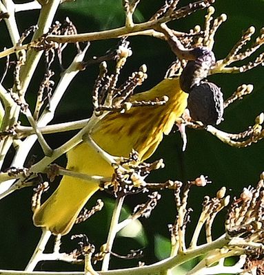 Yellow Warbler, in the early morning sunlight
