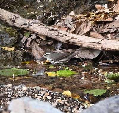 Northern Waterthrush, along the creek as we were going back for breakfast