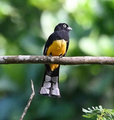 The Black-headed Trogon kept watch as we left the area to go to breakfast.
