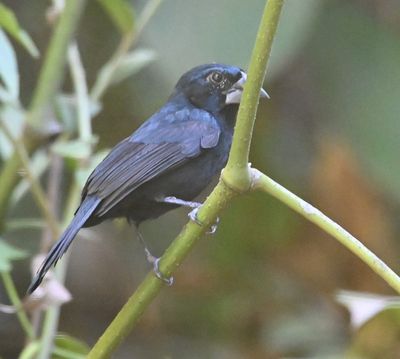After breakfast, we loaded onto our bus and saw this Blue-black Grosbeak along the road as we were leaving Villa Lapas.