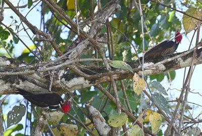 Pale-billed Woodpeckers