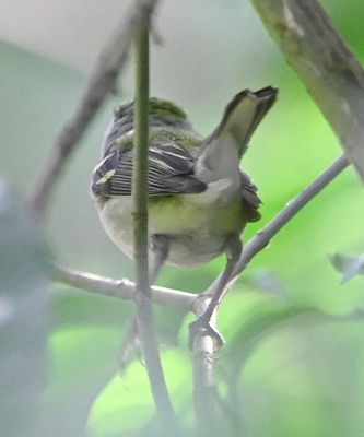 Back view of Chesnut-sided Warbler