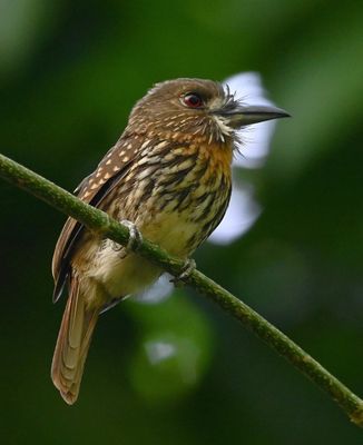 White-whiskered Puffbird