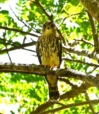 This Merlin was sitting in a tree above several Double-striped Thick-Knees and was harassed periodically by woodpeckers and other birds, but stayed on his perch.