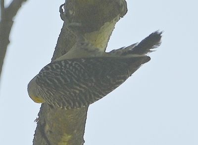 Poor back view of Hoffman's Woodpecker