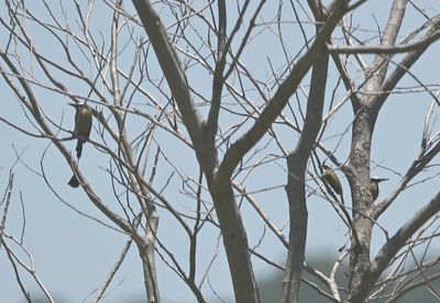 Two motmots and a flycatcher in the same tree