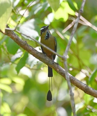 We returned to Carara National Park, where we spotted this Turquoise-browed Motmot with a missing racket.