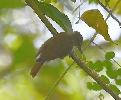 Plain Xenops, another bird in bad light
