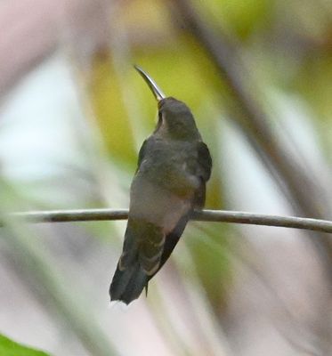 Near the end of our walk back out of the park, Erick spotted this Band-tailed Barbthroat hummingbird that showed off its tail feathers for us.