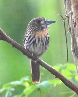 On the way back into the Villa Lapas compound, we spotted a White-whiskered Puffbird along the road again.