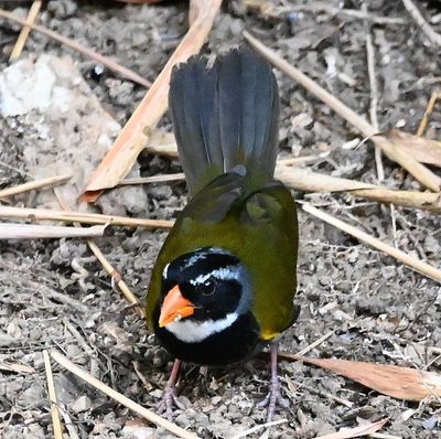 Another Orange-billed Sparrow, on the grounds at Villa Lapas
