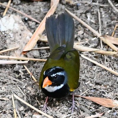 Another Orange-billed Sparrow, on the grounds at Villa Lapas