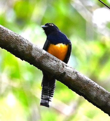 We walked across the bridge outside the dining area and went across the creek, where we saw this Gartered Trogon.