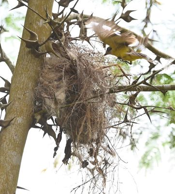 The Piratic Flycatcher flew to its nest on this thorny-looking tree.