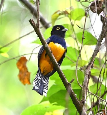 We got a closer view of the Gartered Trogon as we were leaving the area.