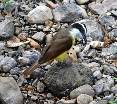 Looking down to the creek bed from the bridge, we saw this Great Kiskadee that seemed to be looking for insects among the stones there.