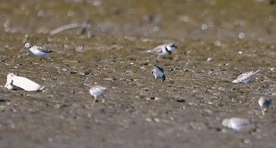 Semipalmated Plovers and Sanderlings