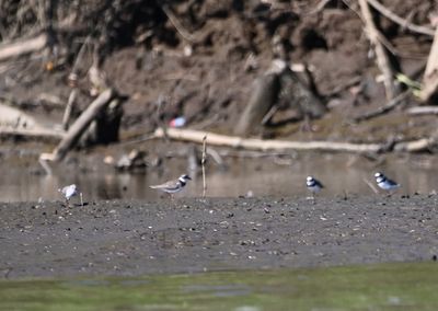 More Semipalmated Plovers