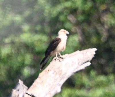 Fuzzy Yellow-headed Caracara, on a snag in the water, as we raced by