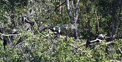 Magnificent Frigatebirds, roosting on the mangroves