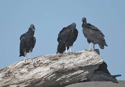 Black Vultures