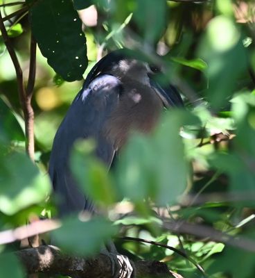 Boat-billed Heron, hiding in the mangrove
