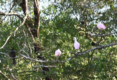 Anhinga, on the left, and Roseate Spoonbills