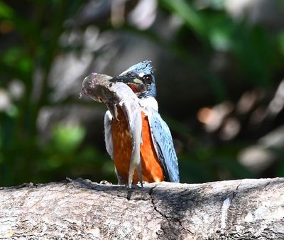 Male Ringed Kingfisher, with what looks like a small catfish