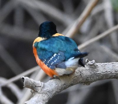 Back view of American Pygmy Kingfisher
