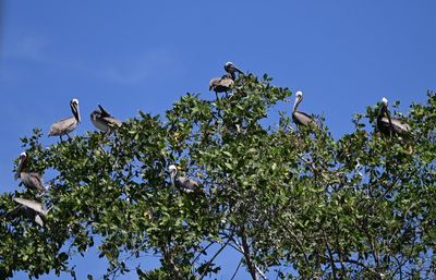 Brown Pelicans, roosting