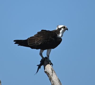Osprey, with a fish