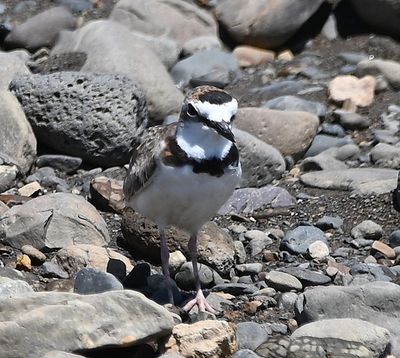 Collared Plover
A life bird for us